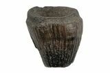 Cretaceous Alligatoroid (Brachychampsa) Tooth - Montana #218552-1